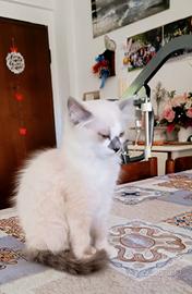 Cucciola sacro di birmania