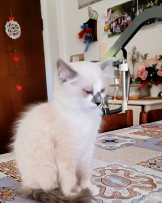 Cucciola sacro di birmania