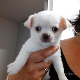 cuccioli chihuahua 