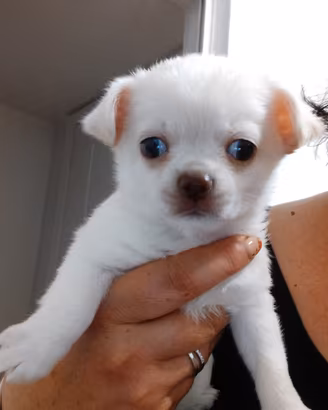 cuccioli chihuahua 