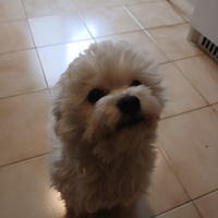 Cucciolo maltese