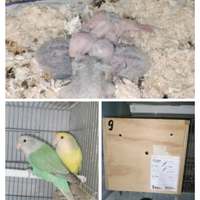 Un ARCOBALENO di INSEPARABILI