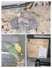 Un ARCOBALENO di INSEPARABILI