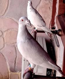 Colombi Viaggiatore Italiano