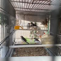 Diamantini mandarini o bengalini