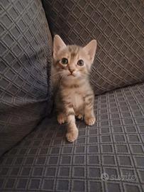  cuccioli di gattino