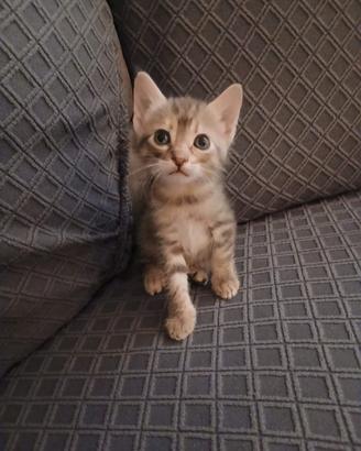  cuccioli di gattino