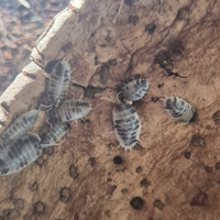 Colonia starter Porcelio Leavis Dalmanitan