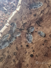 Colonia starter Porcelio Leavis Dalmanitan