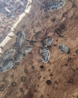 Colonia starter Porcelio Leavis Dalmanitan