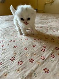 Maschietto Scottish fold bianco