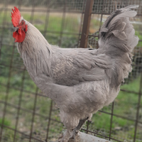 Marans Lavanda