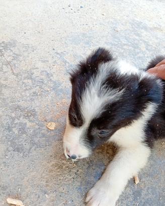 Border Collie