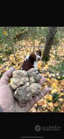 Cani e cuccioli da tartufo