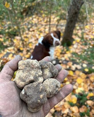 Cani e cuccioli da tartufo