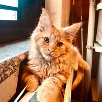 Femminuccia Maine Coon tg XXL, pedigree Anfi