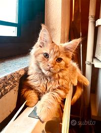 Femminuccia Maine Coon tg XXL, pedigree Anfi