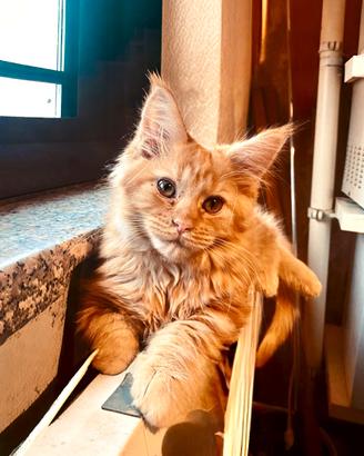 Femminuccia Maine Coon tg XXL, pedigree Anfi