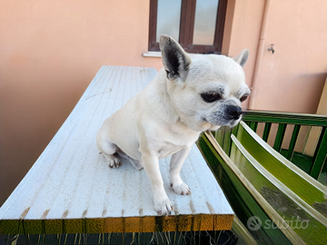 Maschio chihuahua per monta