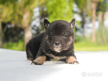 Cucciola di Shiba Inu