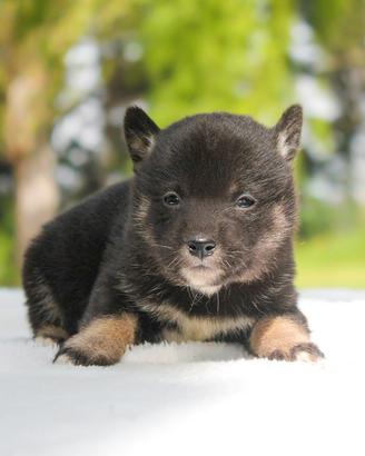 Cucciola di Shiba Inu