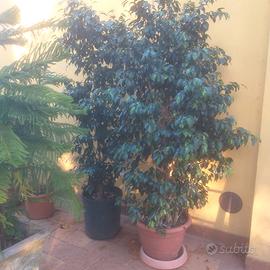 Pianta ficus beniamino