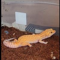 Geco leopardino