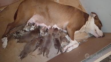 Cuccioli americanbully