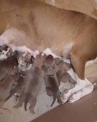 Cuccioli americanbully
