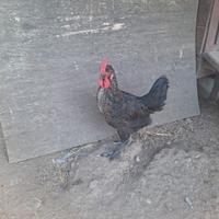 Galli galline Marans