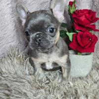 Bulldog francese ultima femmina