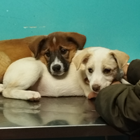 Nessun cucciolo merita di crescere in un canile