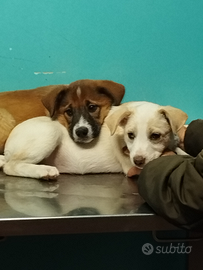 Nessun cucciolo merita di crescere in un canile