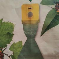 Trappola per popilia