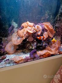 Roccia con Rhodactis