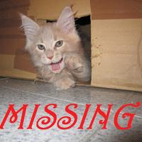 Missing Maine Coon