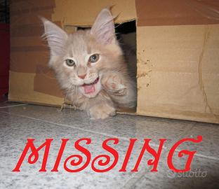 Missing Maine Coon