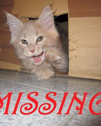 Missing Maine Coon