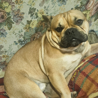 Cucciolone bulldog francese fawn