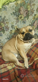 Cucciolone bulldog francese fawn