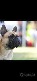 Bulldog francese per monta