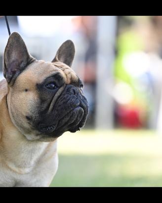 Bulldog francese per monta