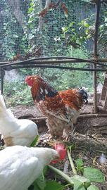 Brahma