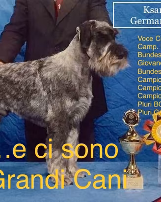 Cuccioli Schnauzer Medi