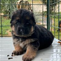 Pastore Tedesco Cucciola Femmina a Pelo Lungo