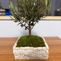 bonsai di ulivo 