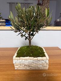 bonsai di ulivo 