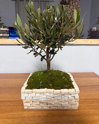 bonsai di ulivo 
