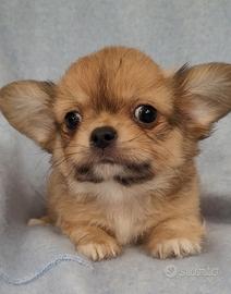 Chihuahua maschietto a pelo lungo