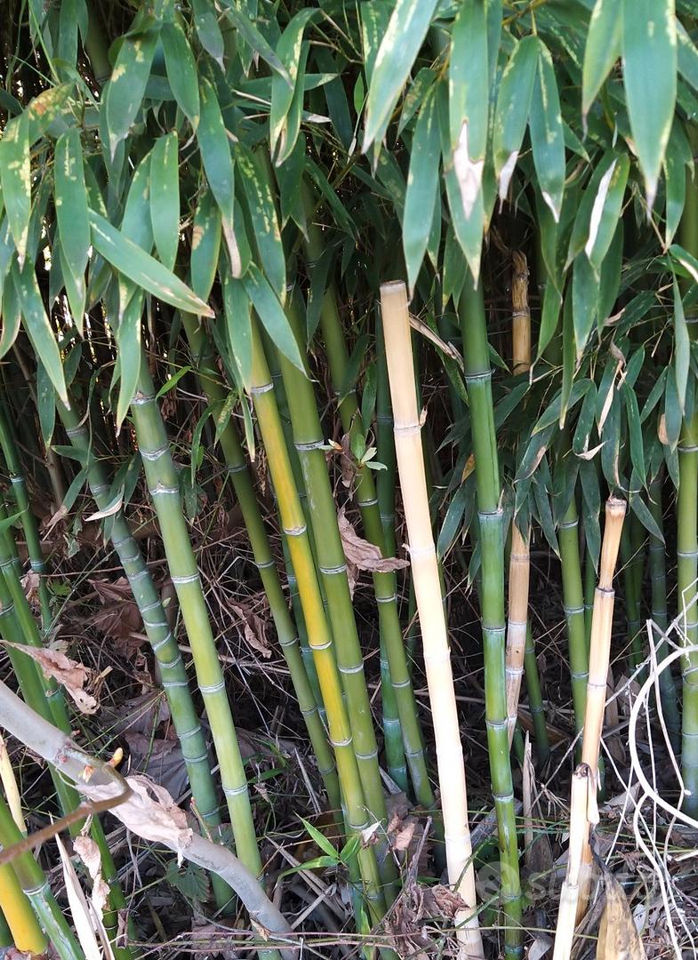 Canne di bambù - Giardino e Fai da te In vendita a Reggio Emilia